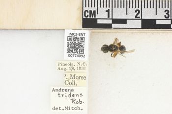 Media type: image;   Entomology 774092 Aspect: Labels